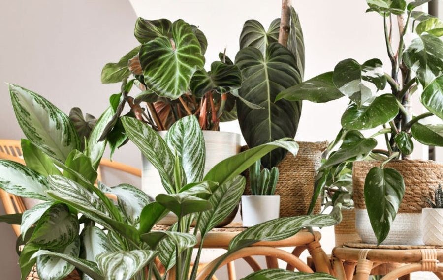 Quelles plantes pour un air tropical chez vous ? 1 - Le Progrès Egyptien