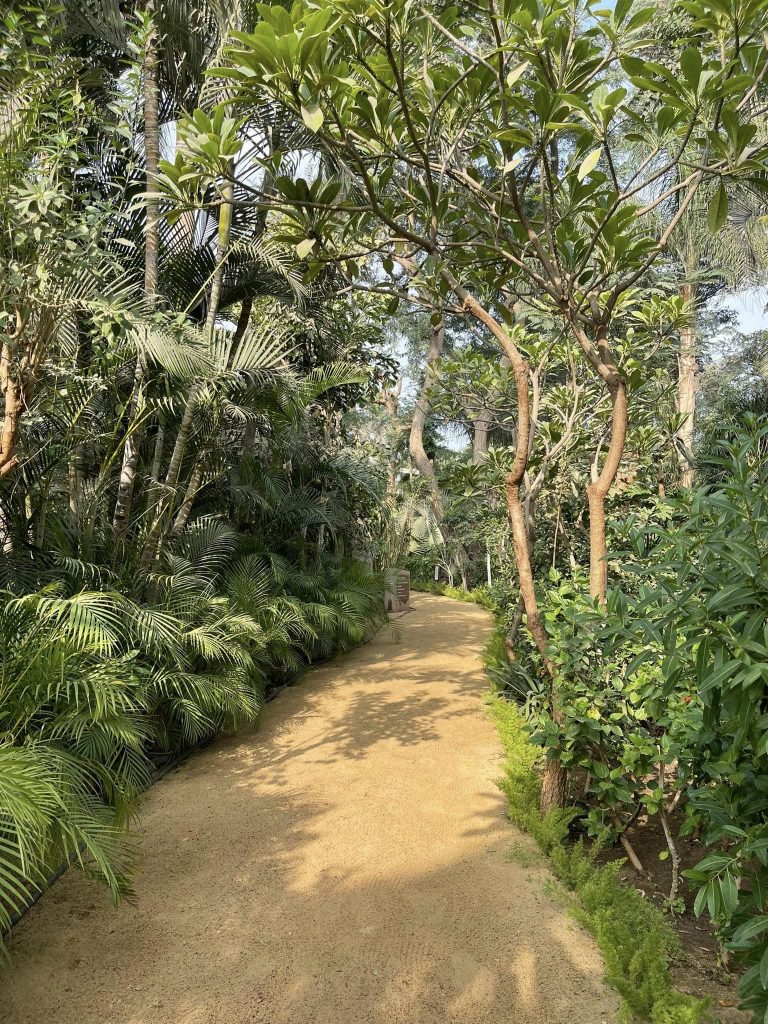 Le Jardin Botanique de Mazhar, un coin de paradis revigorant ! 6 - Le Progrès Egyptien Le Jardin Botanique de Mazhar, un coin de paradis revigorant ! 5 - Le Progrès Egyptien