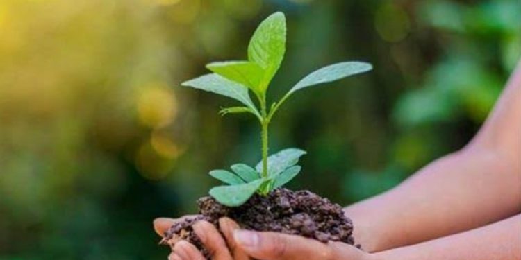 Cérémonie samedi pour la Journée nationale de l'Environnement 2 - Le Progrès Egyptien Cérémonie samedi pour la Journée nationale de l'Environnement 1 - Le Progrès Egyptien