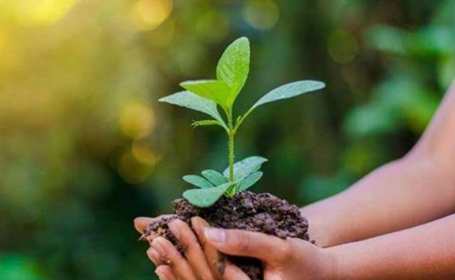 Cérémonie samedi pour la Journée nationale de l'Environnement 1 - Le Progrès Egyptien