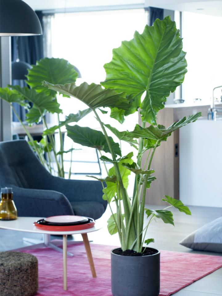 Quelles plantes pour un air tropical chez vous ? 10 - Le Progrès Egyptien Quelles plantes pour un air tropical chez vous ? 9 - Le Progrès Egyptien