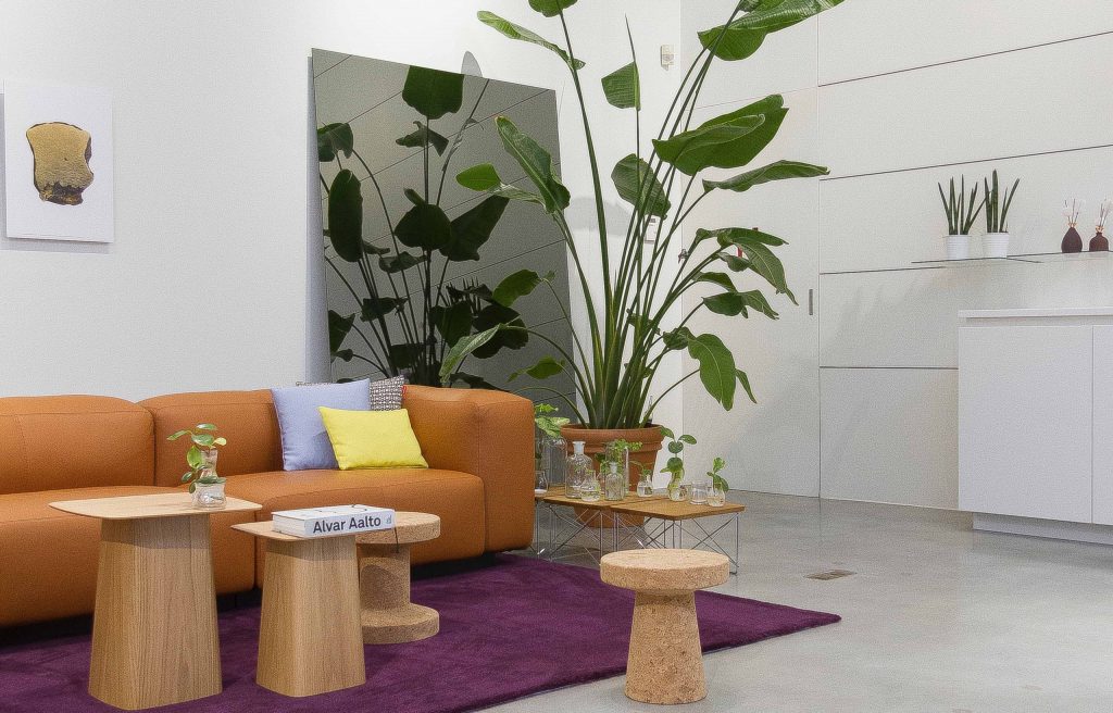 Quelles plantes pour un air tropical chez vous ? 8 - Le Progrès Egyptien Quelles plantes pour un air tropical chez vous ? 7 - Le Progrès Egyptien