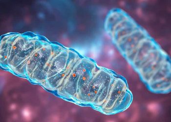 Alzheimer : Une bactérie dans l’estomac est-elle susceptible ?