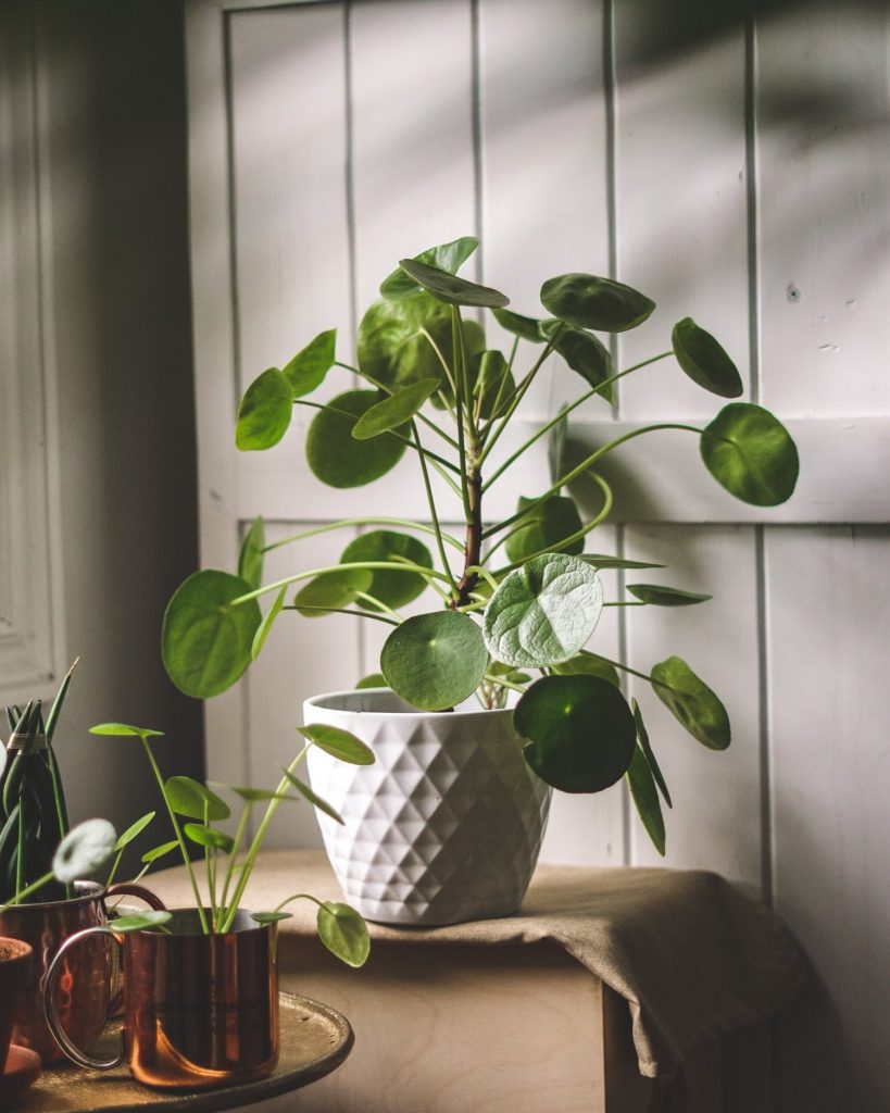 Quelles plantes pour un air tropical chez vous ? 14 - Le Progrès Egyptien Quelles plantes pour un air tropical chez vous ? 13 - Le Progrès Egyptien