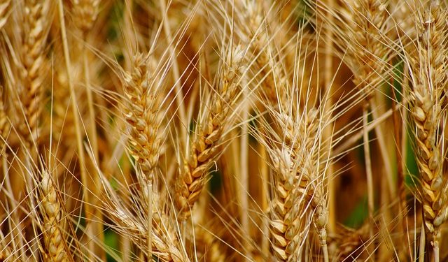 N’aurais-tu pas pu lui donner à manger ? 1 - Le Progrès Egyptien