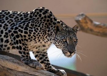 Journée du léopard arabe : L’ambassade saoudienne organise le “Catwalk 2024”