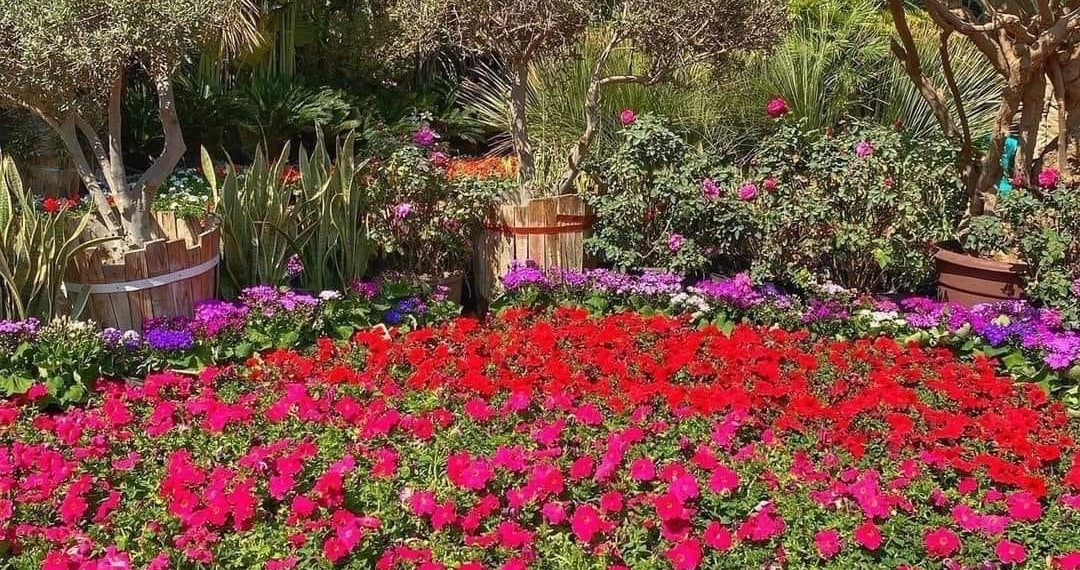 Jardin Al-Orman : Respirez à plein nez les parfums de la nature! 1 - Le Progrès Egyptien