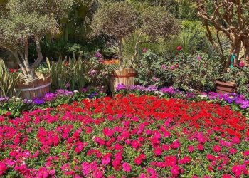 Jardin Al-Orman : Respirez à plein nez les parfums de la nature!