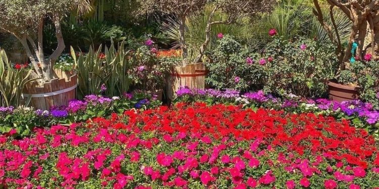 Jardin Al-Orman : Respirez à plein nez les parfums de la nature! 2 - Le Progrès Egyptien Jardin Al-Orman : Respirez à plein nez les parfums de la nature! 1 - Le Progrès Egyptien