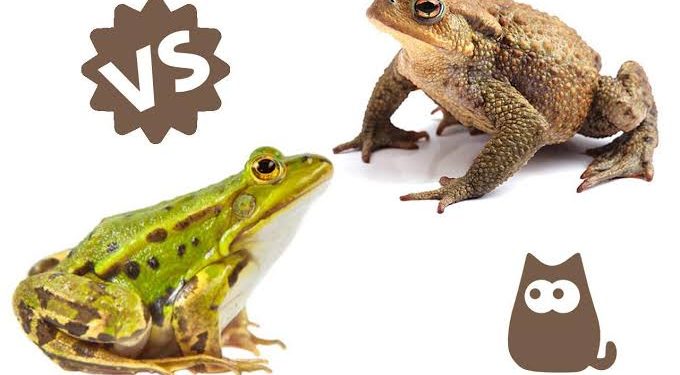 Un proverbe, une histoire 2 - Le Progrès Egyptien Un proverbe, une histoire 1 - Le Progrès Egyptien