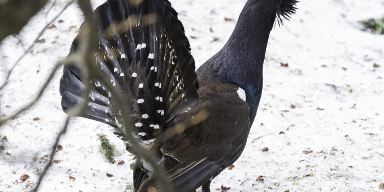 Le grand tétras est particulièrement vulnérable durant son hivernage (crédit photo : C. Cuenin ? Parc national des Pyrénées)