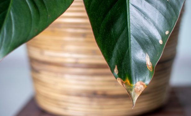Plantes d’intérieur : Pourquoi la pointe des feuilles brunit ? 1 - Le Progrès Egyptien