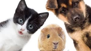 Le pouvoir transformateur des animaux de compagnie