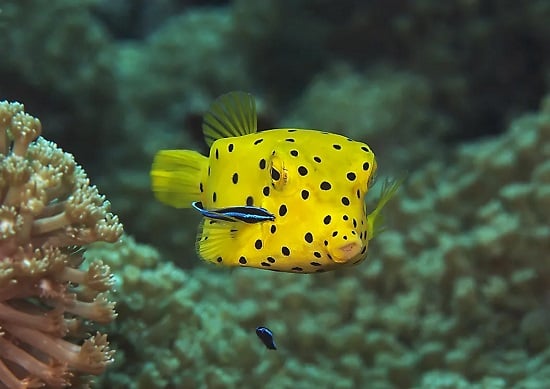 Des créatures fantastiques au cœur des mers 8 - Le Progrès Egyptien Des créatures fantastiques au cœur des mers 7 - Le Progrès Egyptien