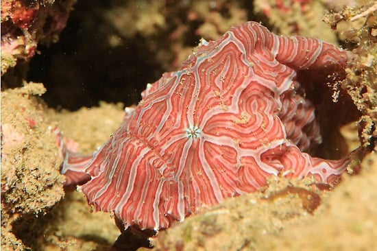 Des créatures fantastiques au cœur des mers 6 - Le Progrès Egyptien Des créatures fantastiques au cœur des mers 5 - Le Progrès Egyptien
