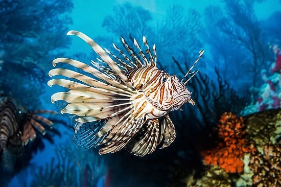 Des créatures fantastiques au cœur des mers 4 - Le Progrès Egyptien Des créatures fantastiques au cœur des mers 3 - Le Progrès Egyptien