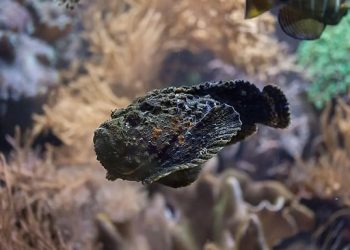 Des créatures fantastiques au cœur des mers