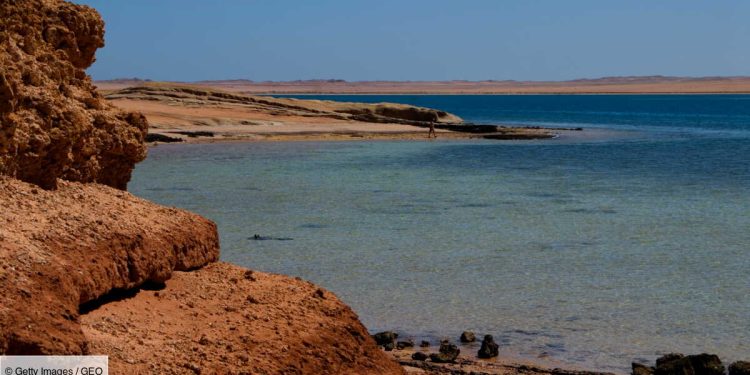 Mer Rouge : Efforts pour contrer les crises de pollution maritime 2 - Le Progrès Egyptien Mer Rouge : Efforts pour contrer les crises de pollution maritime 1 - Le Progrès Egyptien