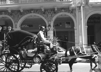 Le moyen de transport des rois… la calèche, 200 ans d’histoire égyptienne