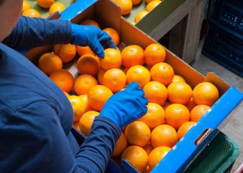1,5 milliard d’USD d’exportations agricoles au premier trimestre 2024 