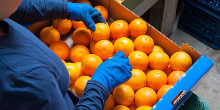 1,5 milliard d'USD d’exportations agricoles au premier trimestre 2024 2 - Le Progrès Egyptien 1,5 milliard d'USD d’exportations agricoles au premier trimestre 2024 1 - Le Progrès Egyptien