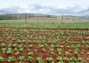 L’agriculture, une priorité pour l’Egypte