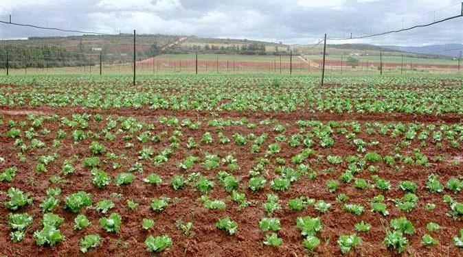 L’agriculture, une priorité pour l’Egypte 1 - Le Progrès Egyptien