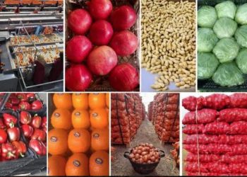 L’Egypte enchaîne les succès à l’export