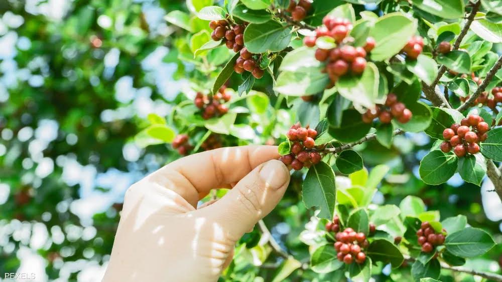 Le café enfin cultivé en Egypte 12 - Le Progrès Egyptien Le café enfin cultivé en Egypte 11 - Le Progrès Egyptien