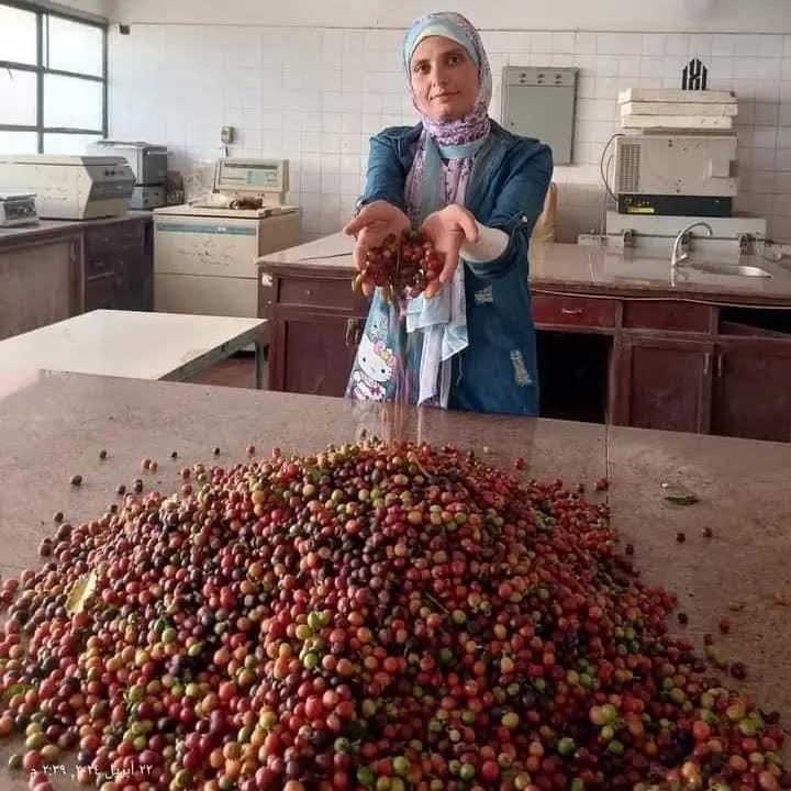 Le café enfin cultivé en Egypte 6 - Le Progrès Egyptien Le café enfin cultivé en Egypte 5 - Le Progrès Egyptien