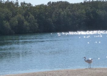 Observez les oiseaux à Nabq
