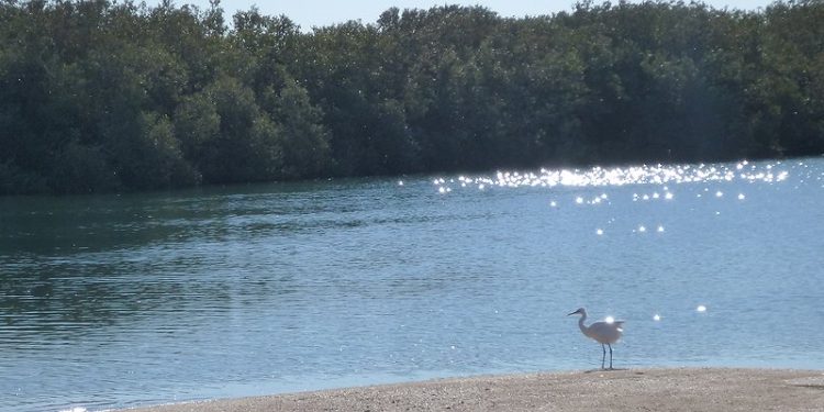 Observez les oiseaux à Nabq 1 - Le Progrès Egyptien