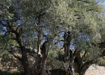 Les plus vieux arbres de notre planète