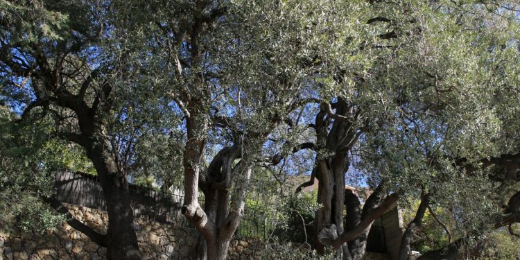 Les plus vieux arbres de notre planète 2 - Le Progrès Egyptien Les plus vieux arbres de notre planète 1 - Le Progrès Egyptien