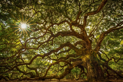 Les plus vieux arbres de notre planète 4 - Le Progrès Egyptien Les plus vieux arbres de notre planète 3 - Le Progrès Egyptien