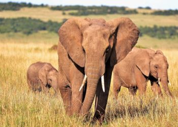 Changement climatique: Les éléphants âgés sont plus menacés