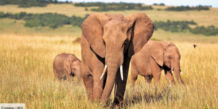 Changement climatique: Les éléphants âgés sont plus menacés 1 - Le Progrès Egyptien