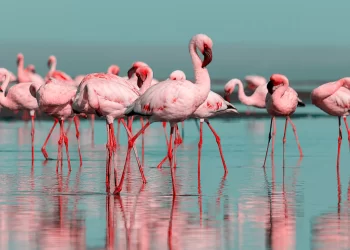 Afrique : La montée des eaux menace les flamants roses