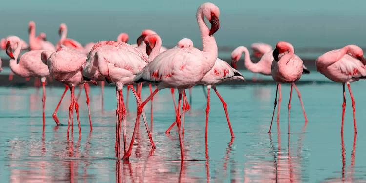 Afrique : La montée des eaux menace les flamants roses 1 - Le Progrès Egyptien