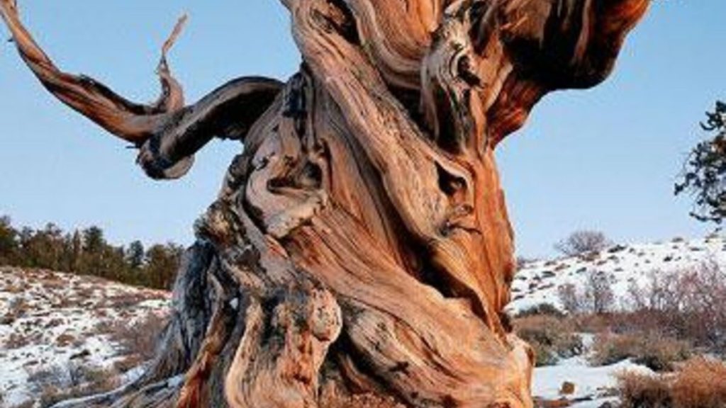 Les plus vieux arbres de notre planète 8 - Le Progrès Egyptien Les plus vieux arbres de notre planète 7 - Le Progrès Egyptien