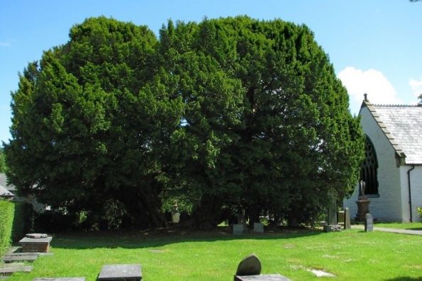 Les plus vieux arbres de notre planète 10 - Le Progrès Egyptien Les plus vieux arbres de notre planète 9 - Le Progrès Egyptien