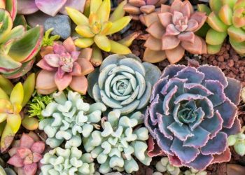 Les plantes, une source de bonheur