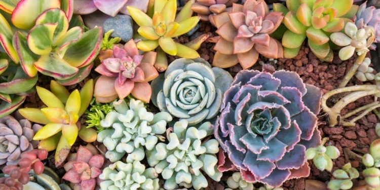 Les plantes, une source de bonheur 1 - Le Progrès Egyptien