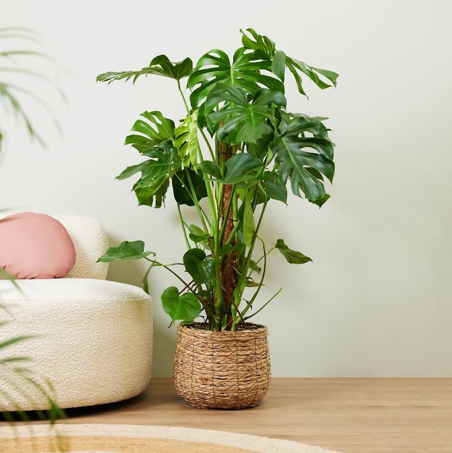 Les plantes, une source de bonheur 6 - Le Progrès Egyptien Les plantes, une source de bonheur 5 - Le Progrès Egyptien