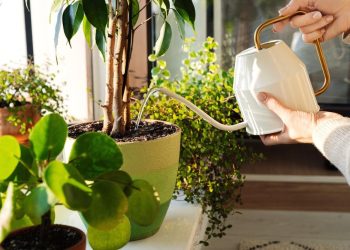 Les plantes, une source de bonheur