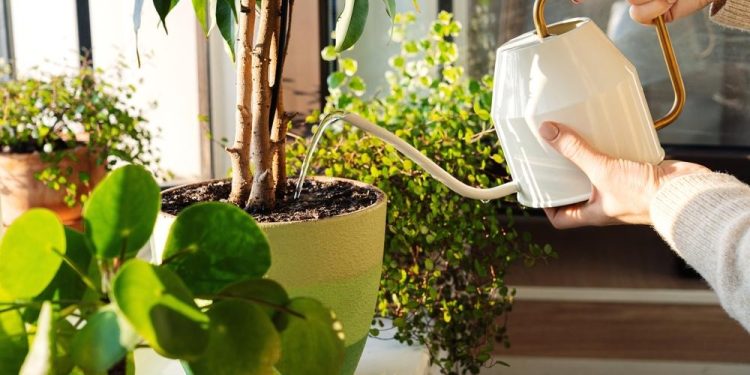 Les plantes, cette décoration vivante 1 - Le Progrès Egyptien