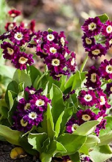 Températures élevées : Des plantes qui tolèrent la chaleur 4 - Le Progrès Egyptien Températures élevées : Des plantes qui tolèrent la chaleur 3 - Le Progrès Egyptien