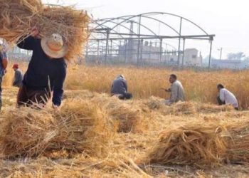 Déchets agricoles : Inépuisables ! 8 - Le Progrès Egyptien Déchets agricoles : Inépuisables !