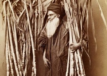 La canne à sucre : La culture qui adoucit le monde
