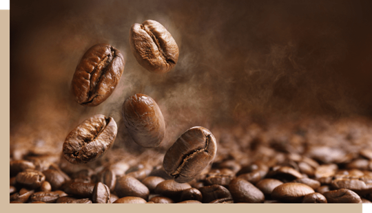 Le café enfin cultivé en Egypte 4 - Le Progrès Egyptien Le café enfin cultivé en Egypte 3 - Le Progrès Egyptien